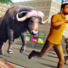 angry bull attack wild hunt simulator